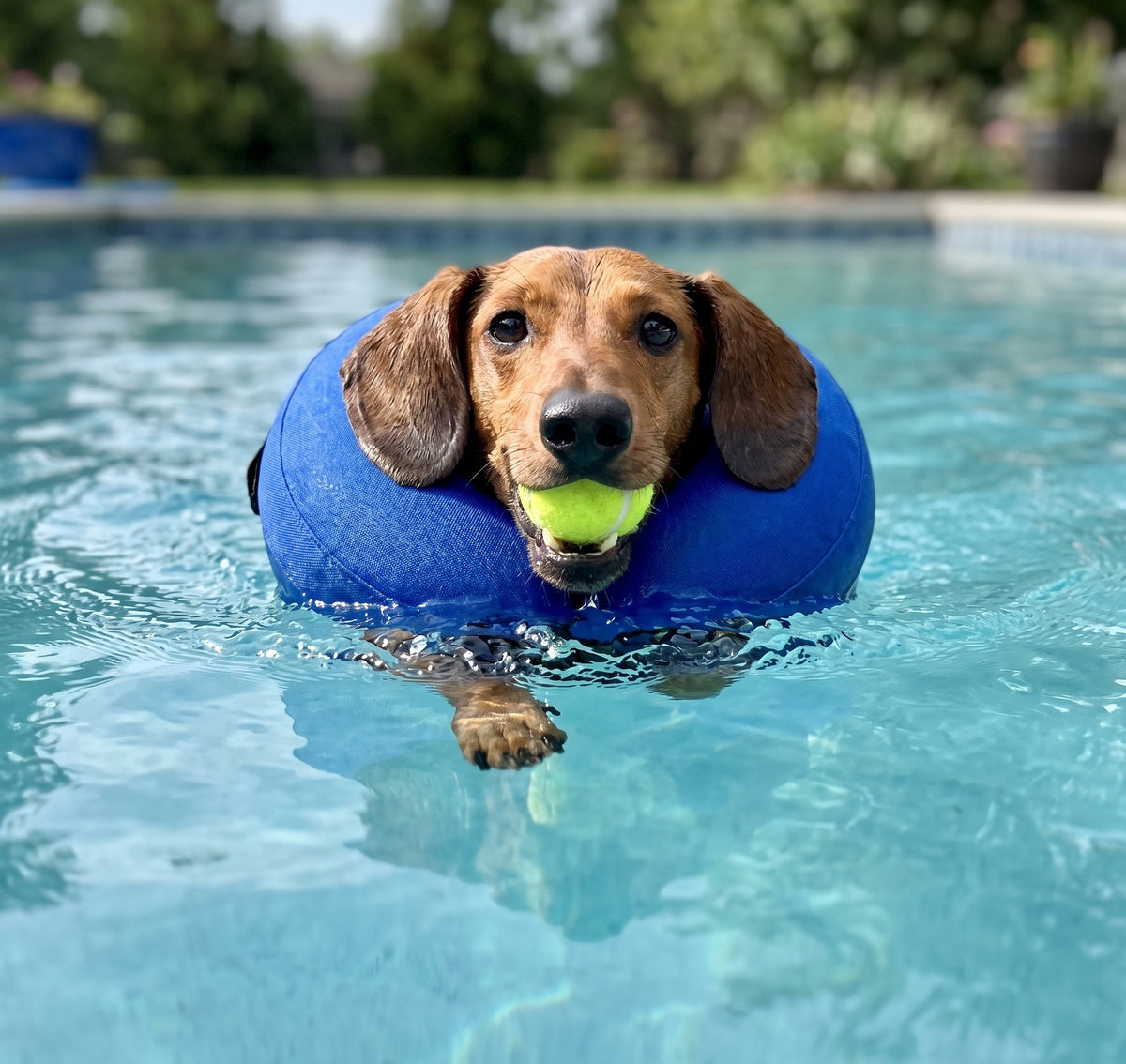 Inflatable Dog Swim Collar