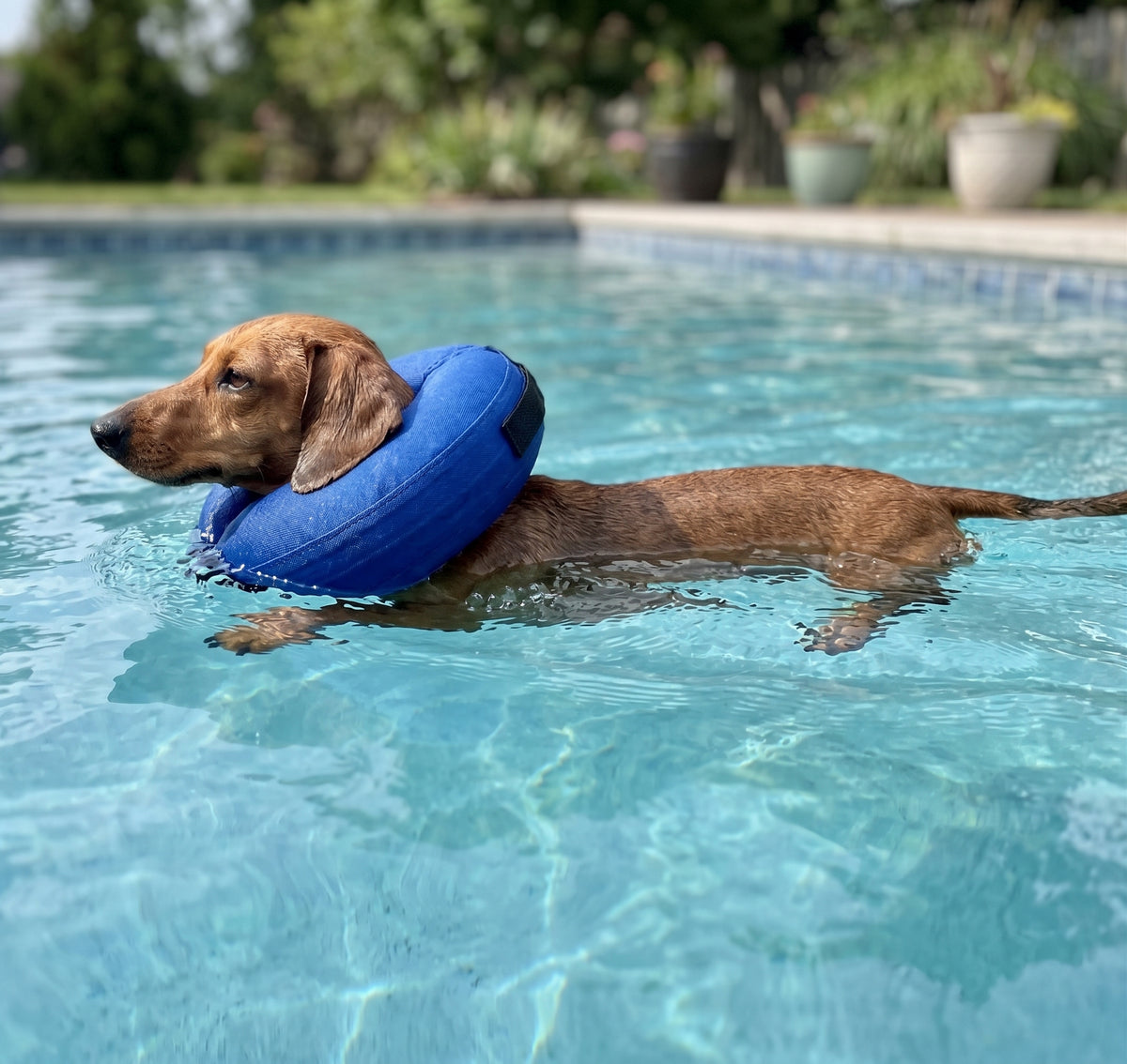 Inflatable Dog Swim Collar