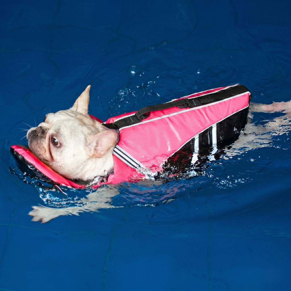 Summerwoof Life Jacket